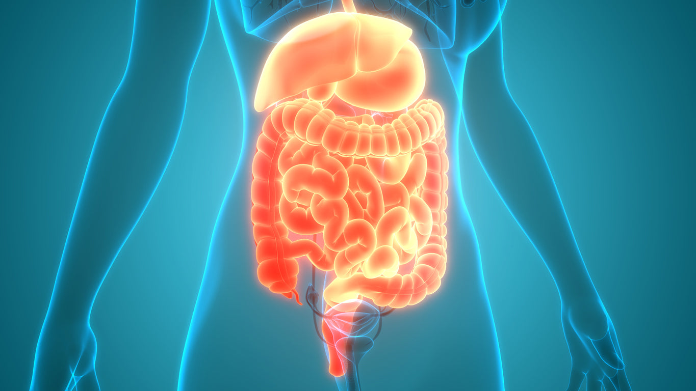 Enzyme Digestion 101: Your Guide to Better Gut Health