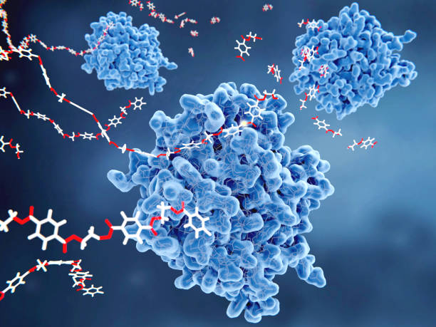 Enzyme Function: Unlocking the Power of Biological Catalysts